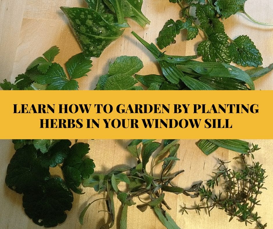 LEARN HOW TO GARDEN BY PLANTING HERBS IN (1)