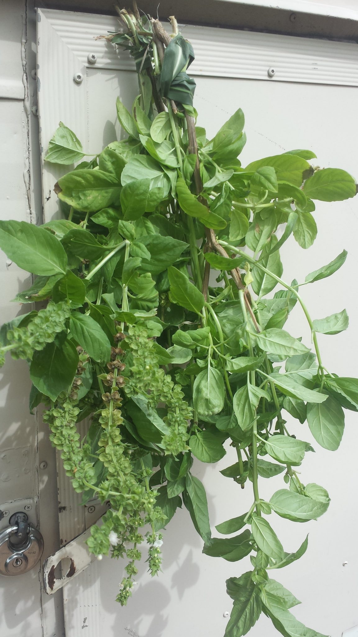 Harvesting this Amazing Herb is Just as Easy as Growing It!