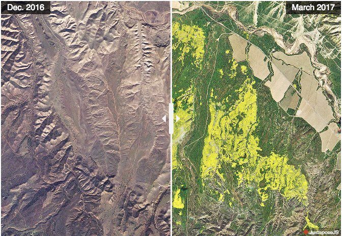Wildflowers north of Los Padres National Forest in early December 2016 (before the winter rains) and in late March during the wildflower super bloom. (Images provided by Planet Labs)