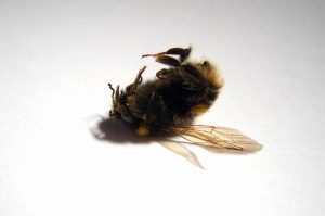 dead-bee