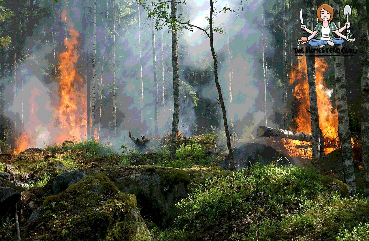 How Mullein Heals Forests After Fires & Other Healing Benefits of Invasive Plant Species How Mullein Heals Forests After Fires & Other Healing Benefits of Invasive Plant Species