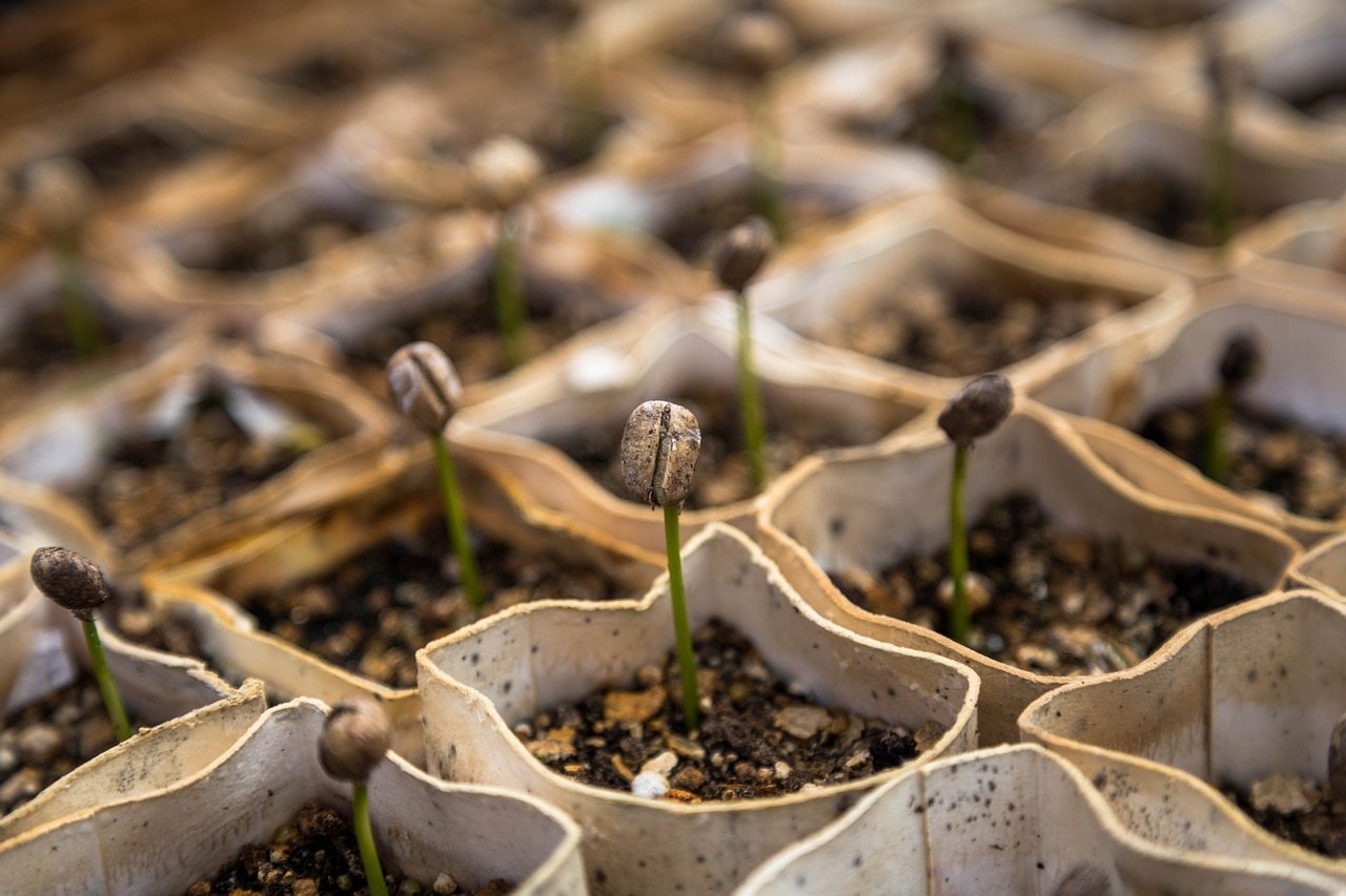 A Simple Guide for Starting Difficult Seeds A Simple Guide for Starting Difficult Seeds