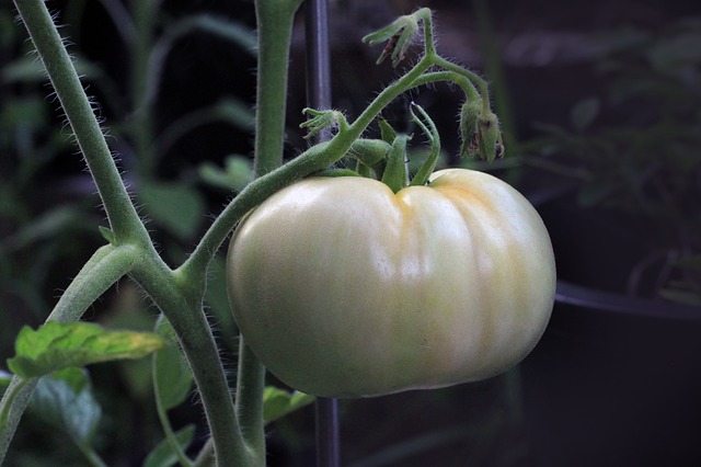 tomato-1514524_640