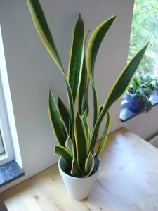 Mother in Laws Tongue (Sansevieria Laurentii)
