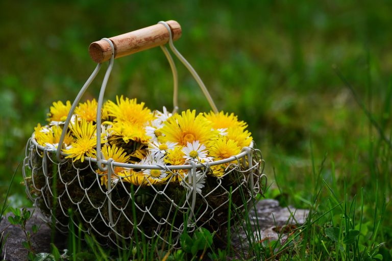 5 Surprising Uses Of Dandelions (Yes, weeds!)