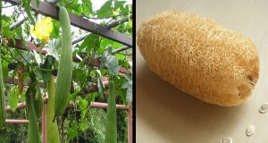 luffa-gourd