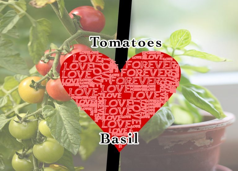 Companion Planting Romance: Tomatoes Love Basil