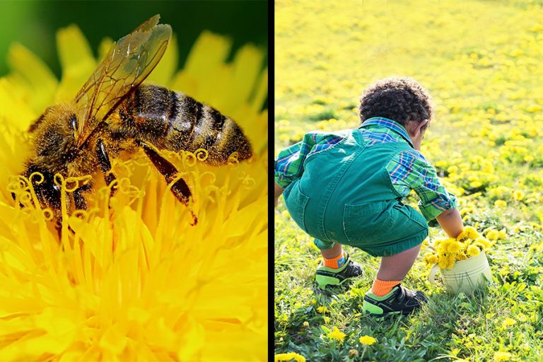 Dandelions For The Bees & Plenty For Everyone Too!