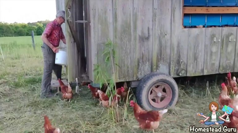 Chicken Tractor and Cattle Operation at Raven Rock Eco Village Ohio