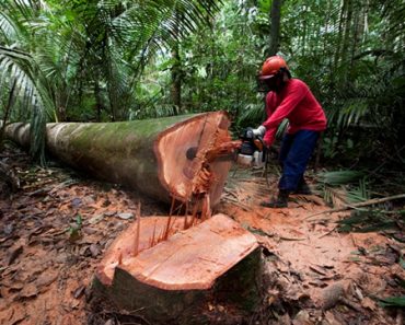 Killing the Rainforest, Are the U.S. and China in this together?