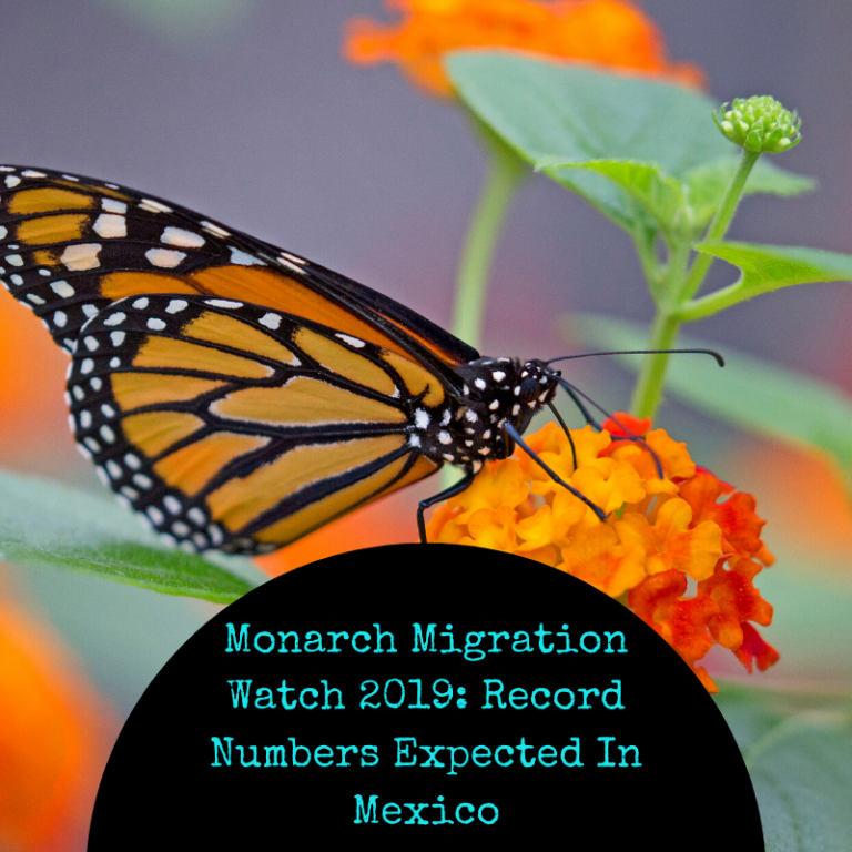 Monarch Migration Watch 2019: Record Numbers Expected In Mexico