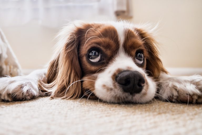 10 Reasons Dogs are Good for Your Health