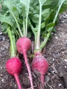 radishes in August