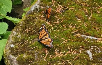 monarch butterflies coronavirus