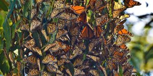 monarch butterflies sanctuaries history